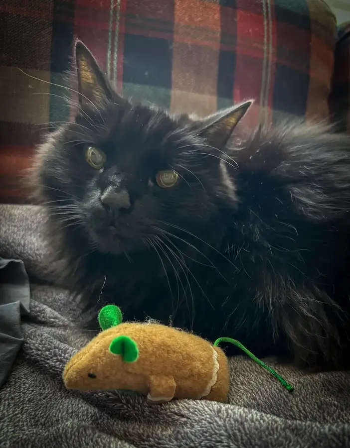 Bear the cat
