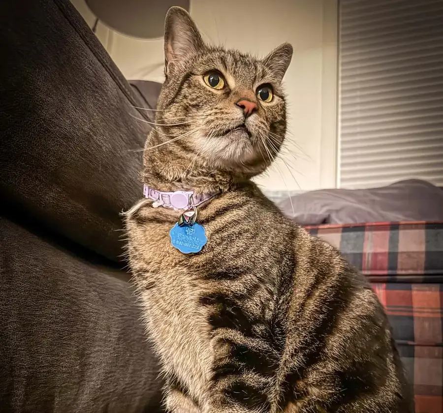 Elf the cat